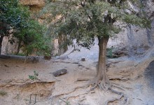 800px-A_holy_tree_in_ancient_time.entrance_of_Darb_e_Soufeh_Zibad.