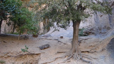 800px-A_holy_tree_in_ancient_time.entrance_of_Darb_e_Soufeh_Zibad.